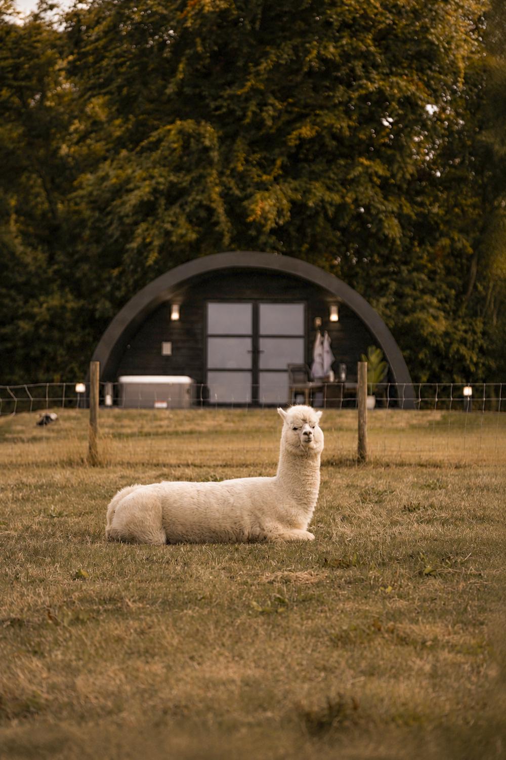 One of Pantcefn's resident alpacas grazing in front of The Hog Hut