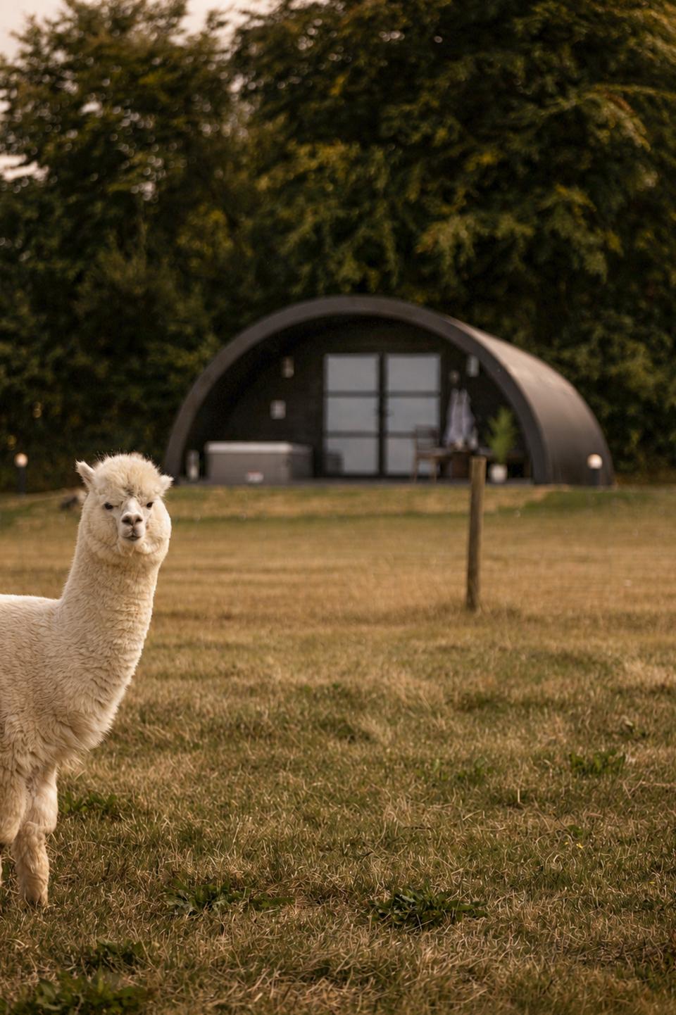 An alpaca looks toward the camera in the field beside The Hog Hut